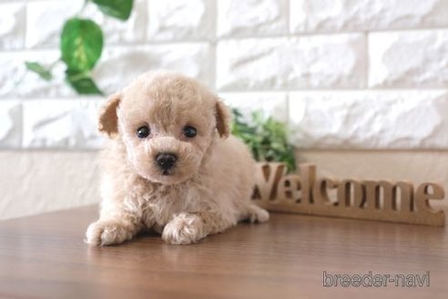 成約済の滋賀県のトイプードル-241976の6枚目