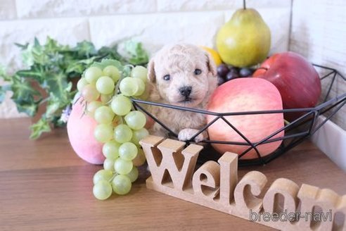 成約済の滋賀県のトイプードル-241976の3枚目