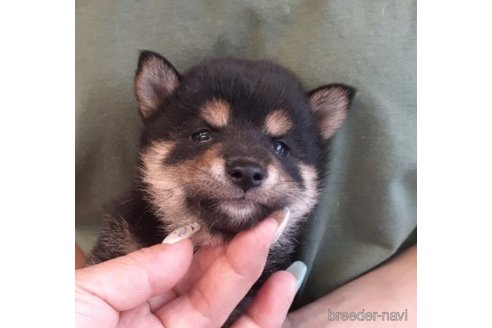 成約済の富山県の柴犬-244823の3枚目