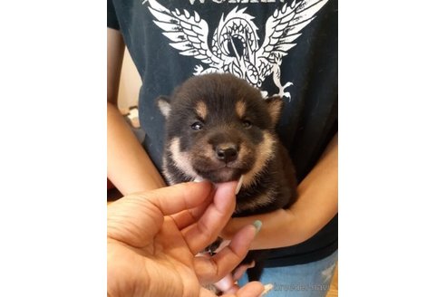 成約済の富山県の柴犬-244825の3枚目