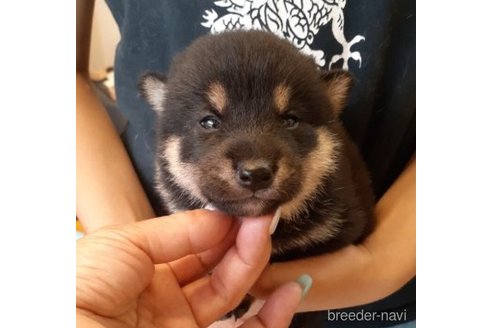 成約済の富山県の柴犬-244825の1枚目