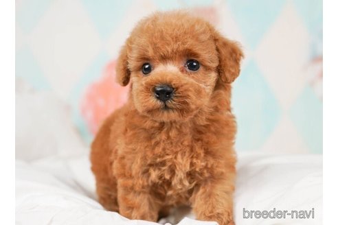 成約済の千葉県のタイニープードル-244839の4枚目