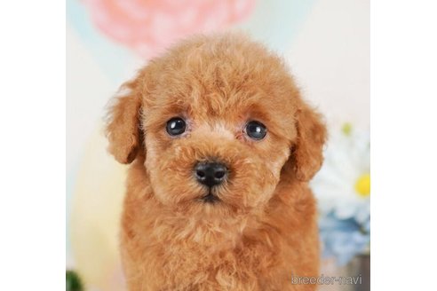 成約済の千葉県のタイニープードル-244839