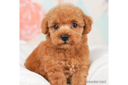 成約済の千葉県のタイニープードル-244839の5枚目