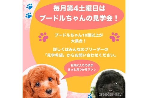 成約済の千葉県のタイニープードル-244839の3枚目