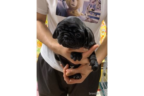 成約済の岐阜県のパグ-244848の11枚目