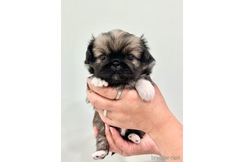 成約済の埼玉県のペキニーズ-238048の2枚目