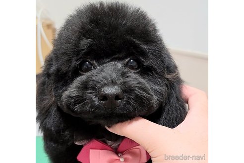成約済の栃木県のトイプードル-228933の11枚目