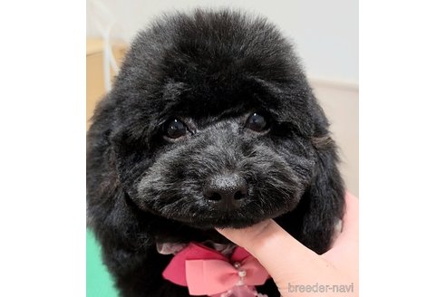 成約済の栃木県のトイプードル-228933の9枚目