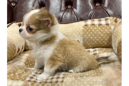 成約済の香川県のチワワ(ロングコート)-241713の2枚目