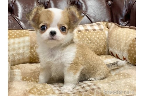 成約済の香川県のチワワ(ロングコート)-241713の5枚目