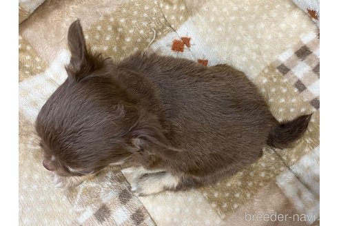 成約済の香川県のチワワ(ロングコート)-242837の4枚目