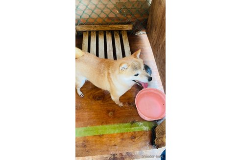 成約済の茨城県の豆柴-244940の4枚目