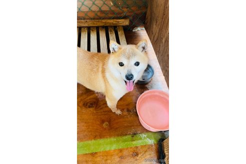 成約済の茨城県の豆柴-244940の3枚目