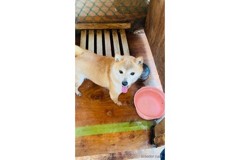 成約済の茨城県の豆柴-244940の2枚目