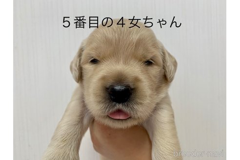 成約済の神奈川県のゴールデンレトリーバー-242426の4枚目