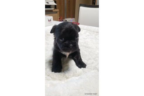 成約済の愛知県のミックス犬-244979の15枚目