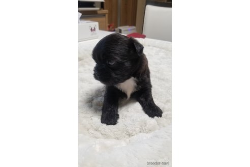 成約済の愛知県のミックス犬-244979の14枚目