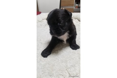 成約済の愛知県のミックス犬-244979の12枚目
