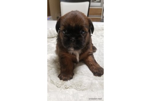 成約済の愛知県のミックス犬-244985の16枚目