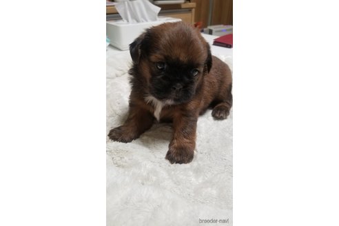 成約済の愛知県のミックス犬-244985の15枚目