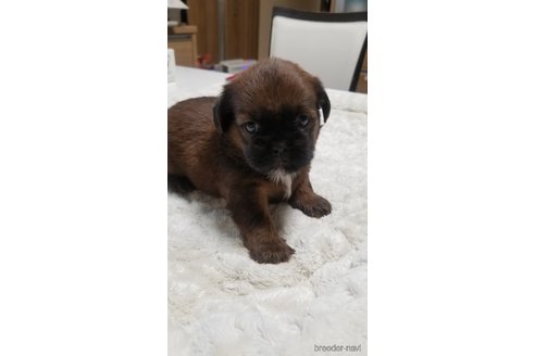 成約済の愛知県のミックス犬-244985の14枚目