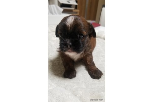 成約済の愛知県のミックス犬-244987の1枚目