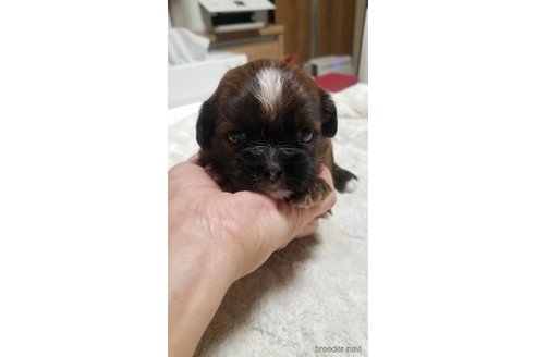 成約済の愛知県のミックス犬-244987の4枚目