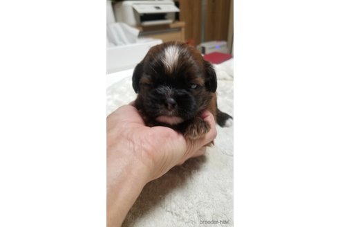 成約済の愛知県のミックス犬-244987の3枚目