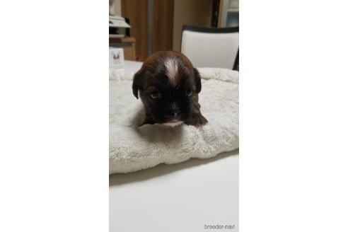 成約済の愛知県のミックス犬-244987の2枚目