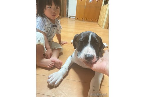販売中の佐賀県のアメリカンピットブルテリア-238370