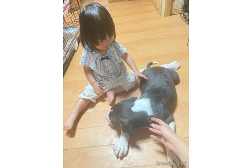 成約済の佐賀県のアメリカンピットブルテリア-238370の2枚目