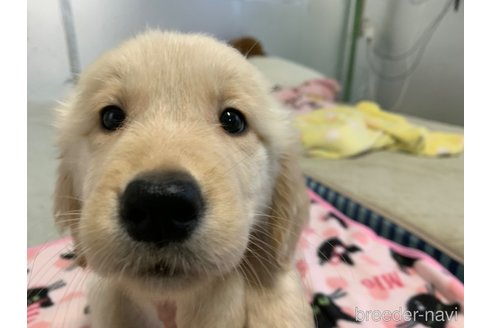 成約済の鹿児島県のゴールデンレトリーバー-234127の1枚目