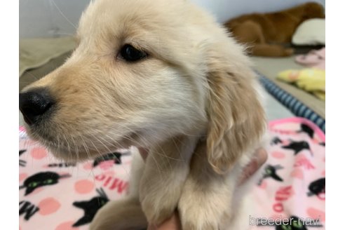 成約済の鹿児島県のゴールデンレトリーバー-234127の3枚目