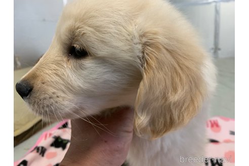 成約済の鹿児島県のゴールデンレトリーバー-237828の4枚目