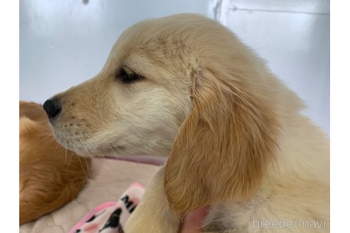 成約済の鹿児島県のゴールデンレトリーバー-234130の2枚目