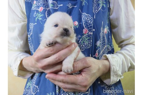 成約済の愛知県のポメラニアン-242846の11枚目