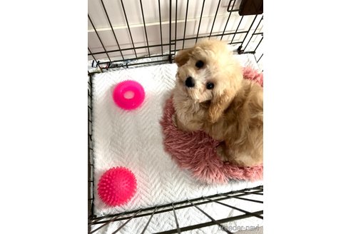 成約済の埼玉県のマルプー:マルチーズ×トイプードル-228565の4枚目