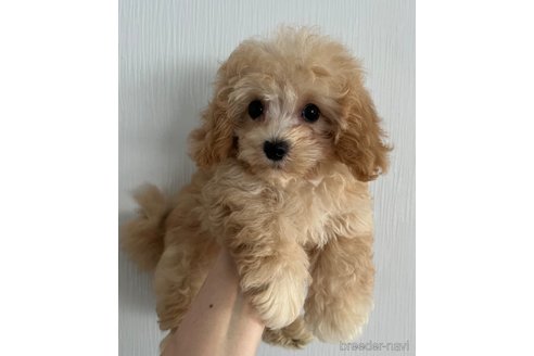 成約済の埼玉県のマルプー:マルチーズ×トイプードル-228565の3枚目