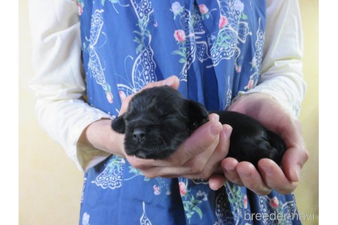 販売中の愛知県のアメリカンコッカースパニエル-245043