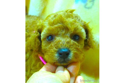 販売中の鹿児島県のタイニープードル-245048
