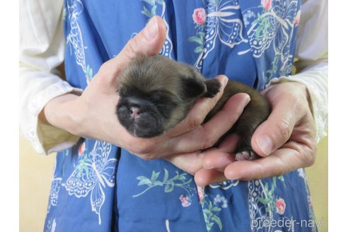 成約済の愛知県のペキニーズ-245052の10枚目