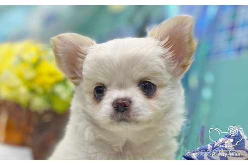 成約済の愛知県のチワワ(ロングコート)-245072の1枚目