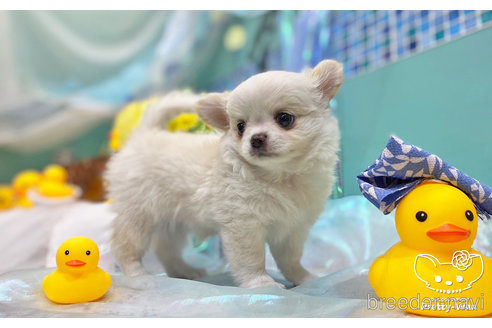 成約済の愛知県のチワワ(ロングコート)-245072の2枚目