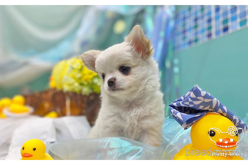 成約済の愛知県のチワワ(ロングコート)-245072の3枚目