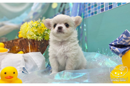 成約済の愛知県のチワワ(ロングコート)-245072の5枚目