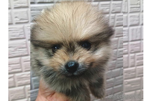 成約済の熊本県のポメラニアン-245080の5枚目