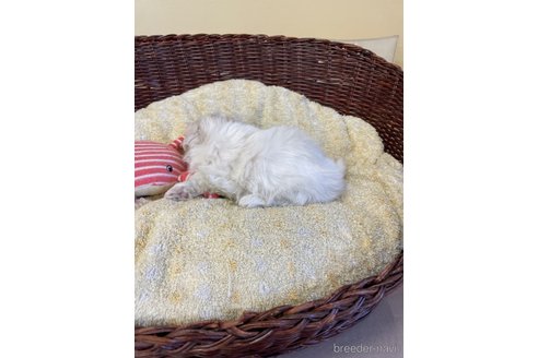 成約済の愛知県のマルチーズ-245092の2枚目