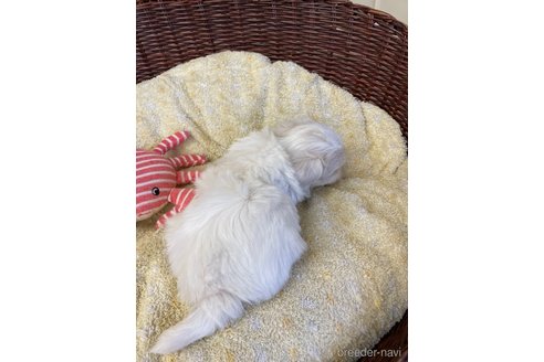 成約済の愛知県のマルチーズ-245092の4枚目