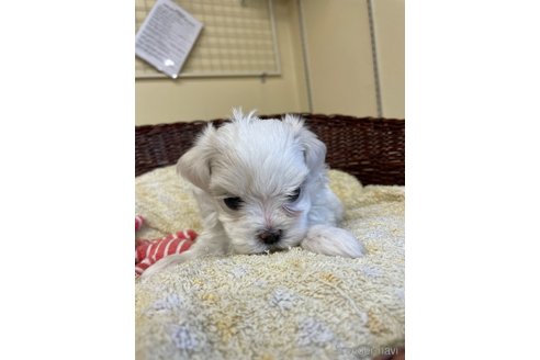 成約済の愛知県のマルチーズ-245092の5枚目